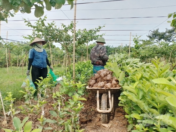 Người thành phố cũng sống khỏe bằng nghề nông