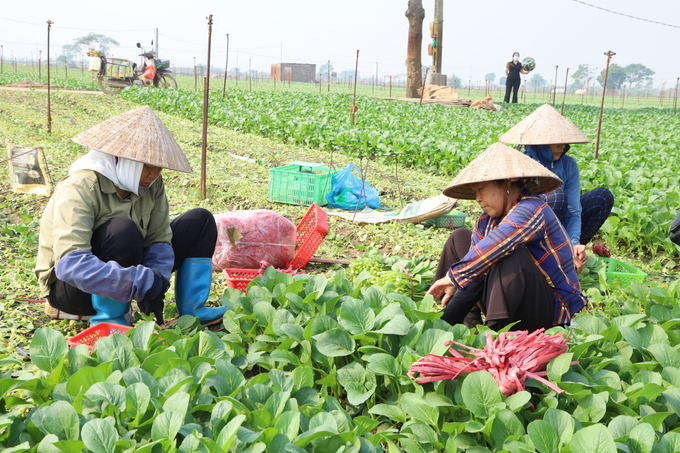 Tăng tốc sản xuất rau vụ đông đáp ứng nhu cầu thị trường