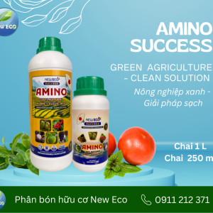 Amino success