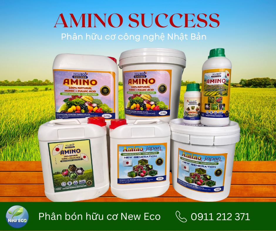 Phân bón Amino success