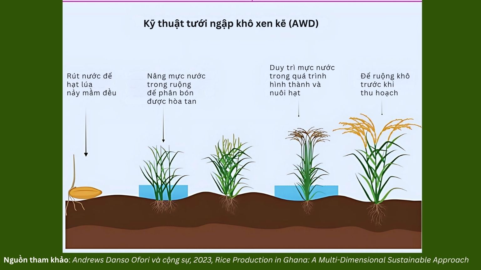 Kỹ thuật tưới ngập khô xen kẽ