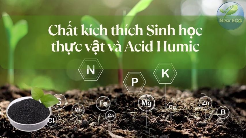 Chất kích thích sinh học thực vật và Acid humic