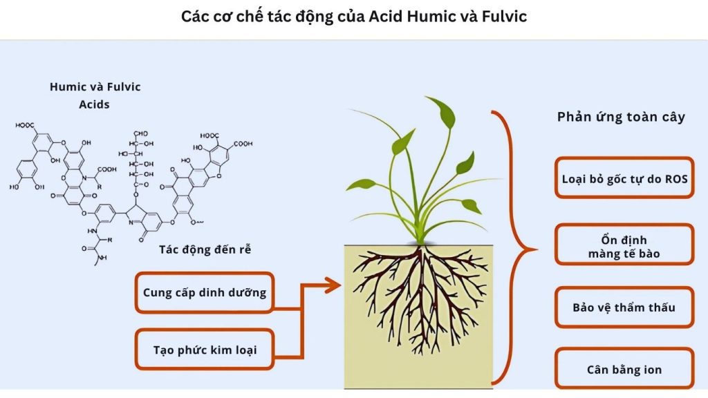 Cơ chế tác động của Acid Humic đến cây trồng