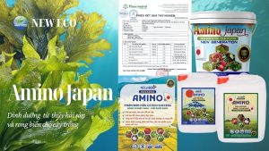 Amino Japan