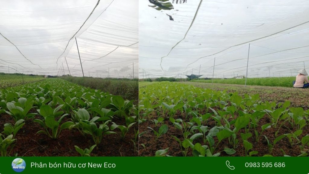 Mô hình trồng rau hữu cơ