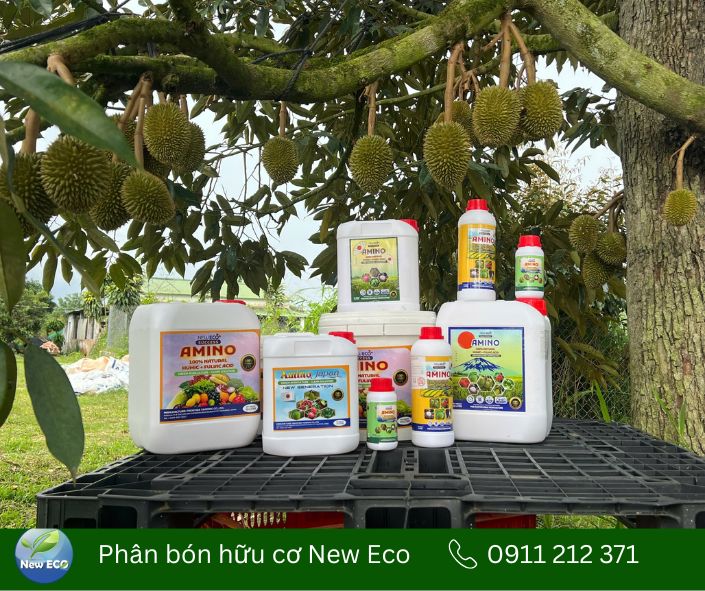 Phân bón New ECO cho sầu riêng