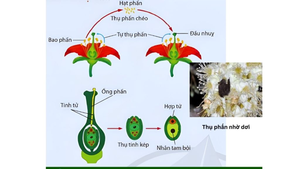 Quá trình thụ phấn, thụ tinh