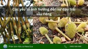 Các yếu tố ảnh hưởng đến sự đậu trái sầu riêng