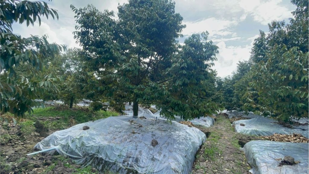 Phủ nylon tạo khô hạn