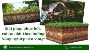 Giải pháp cải tạo đất hướng nông nghiệp bền vững